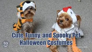 Funny and Spooky Pet Halloween Costumes