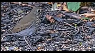 Swainson's Thrush - New Species - Oct. 1, 2024