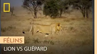 Rare affrontement entre un lion et un guépard
