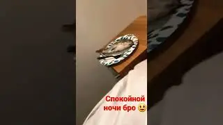 Когда пожилал спокойной ночи другу 😃#shorts
