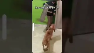 Uk Dawg 😂 #funny #funnyshorts #dawg #uk #ukboy