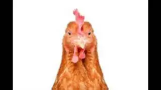 Oskar My Chicken EARRAPE