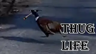 Thug Life Pheasant