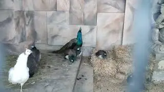 Peacock Call | PEACOCK Sounds | Morning Zoo