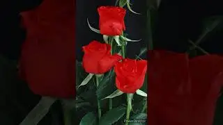 Красивая музыка.