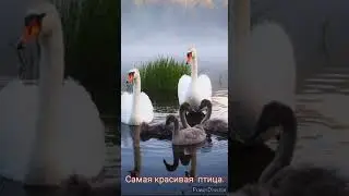 САМАЯ КРАСИВАЯ ПТИЦА ...