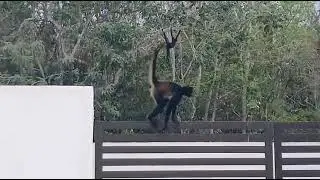 Monkey time.