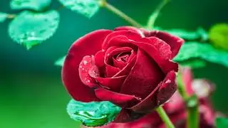 Beautiful red fire flowers (HD1080p)