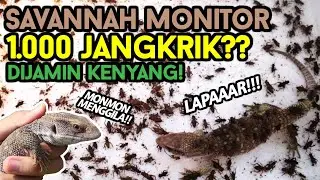 SAVANNAH MONITOR 1.000++ JANGKRIK?? | 1.000 CRICKETS VS SAVANNAH MONITOR | MUKBANG MONMON RAKUS!!!