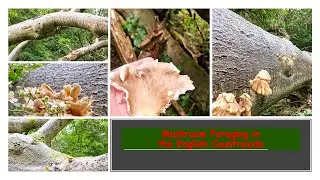 I can't believe what I found during my walk / Oyster Mushrooms / July foraging