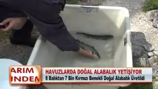 Havuzlarda doğal alabalık yetişiyor