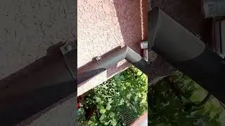 Шершни  под пенопластом