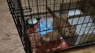вечерняя кормежка🤭