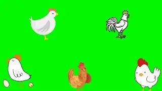 Hen Animation Green Screen