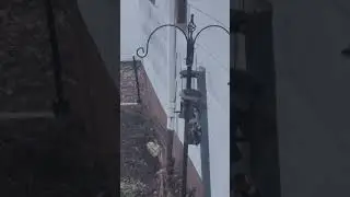 Happy New Year 2024 with some birds 