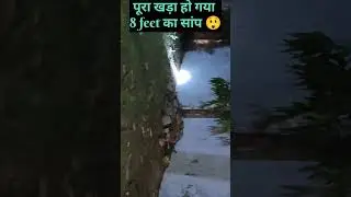 Snake-Biological Hazard #snake #shortvideo #safety #viral #nature #nagin #biology