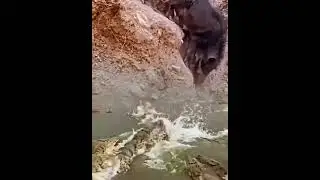 crocodile hunting wartworg ll crocodile hunting #youtubevideo #crocodile #viral