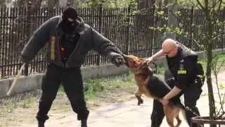 A police dog catches a thief. Pies policyjny łapie złodzieja.