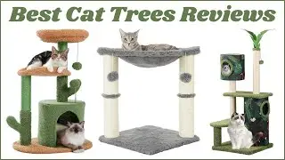 Best Cat Trees‎ Reviews