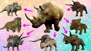 DINOSAURUS Bertanduk, Mirip Seperti Badak..!