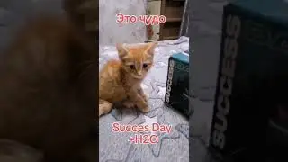 Вчера котенок был в бессознательном состоянии. А сегодня...