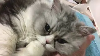 개냥이 애교주의 소리키워용