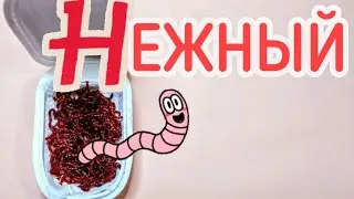 #99 Как правильно хранить мотыль . Какая коробочка лучшая для мотыля. Как мотыль брать на рыбалку .