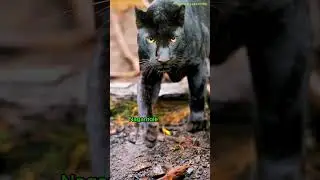 Where Can You See Black Leopards? #shorts