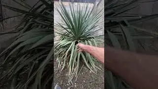 How to Prune a Yucca Gloriosa in Spring