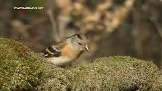 Pinzón Real ( Fringilla montifringilla ) Brambling