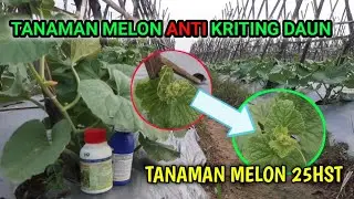 How to deal with curled leaves on melon plants || 25-day-old melon plants
