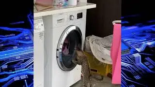 @Most amazing cat