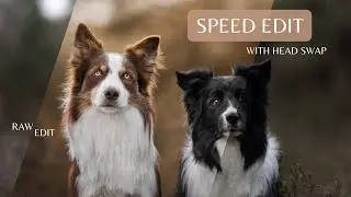 Speed Edit - Two Border Collies With Head Swap | Photoshop Speed Edit Dogphotography | Dog Portrait