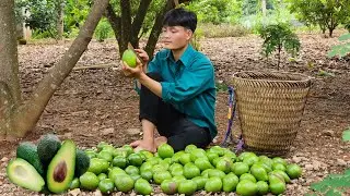 Harvest Avocados, Bring to Market to sell, Life Off the Grid