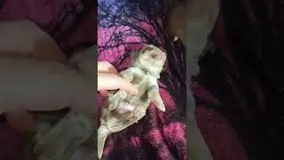 Первые шаги #puppy  #питомникмаримистик #щенкичихуа 89215950848 #купитьчихуахуа #санкт_петербург