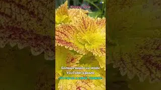 Колеус Пеле / Coleus Pele / Колеусы из моей коллекции