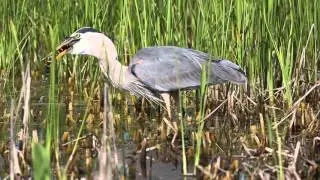 Great Blue Heron Swallows Baby Alligator