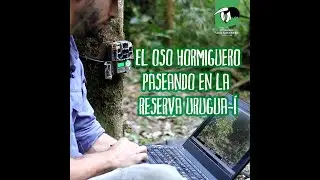 Un Oso hormiguero paseando por la Reserva de Vida Silvestre Urugua-í