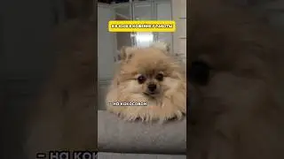 Отправляй тому самому коллеге😂 #шпиц #минишпиц #смешноевидео