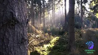 Relaxing Nature Ambient; Scenery View #053