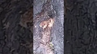 Чёрный дракон над своими рыжими дракончиками.