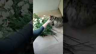 Две кошки и один кот# Хотел цветочки пожевать ! #великолепный кот#