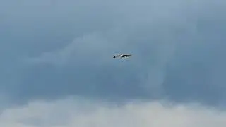 Kites feeding at Argarty farm
