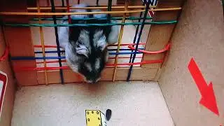 САМЫЕ ОПАСНЫЕ ИСПЫТАНИЯ ДЛЯ XОМЯЧКА! ((РЕАКЦИЯ/