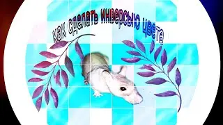 Как сделать инверсию цвета на телефоне