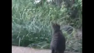 CatFamilyDrama2