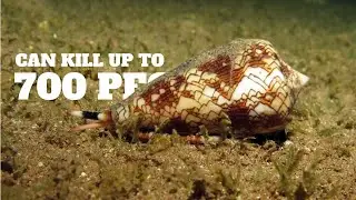 Top 5 Lesser Known Deadly Animals