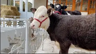 Гуночин карпат Чорное пестрие1 ноября 2024 г.