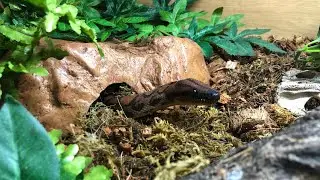 NEW RAINBOW BOA SETUP