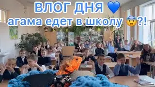 Влог дня -БОРОДАТАЯ АГАМА 💙